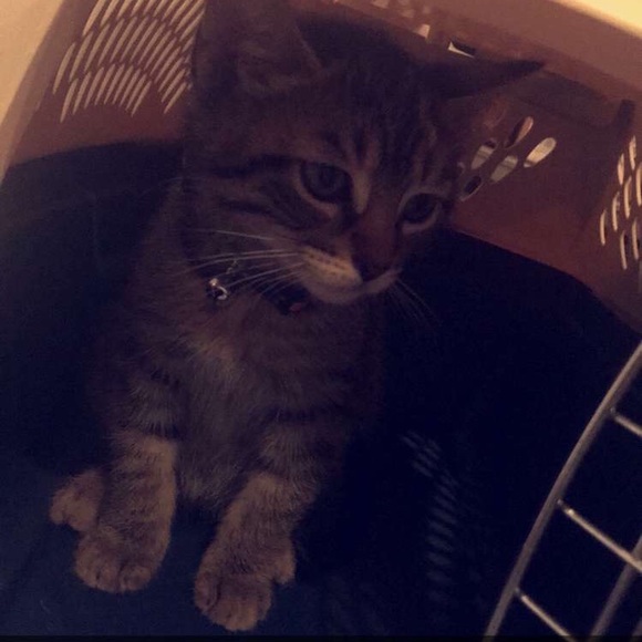 Meet your Posher, Julia - Picture 1 of 1